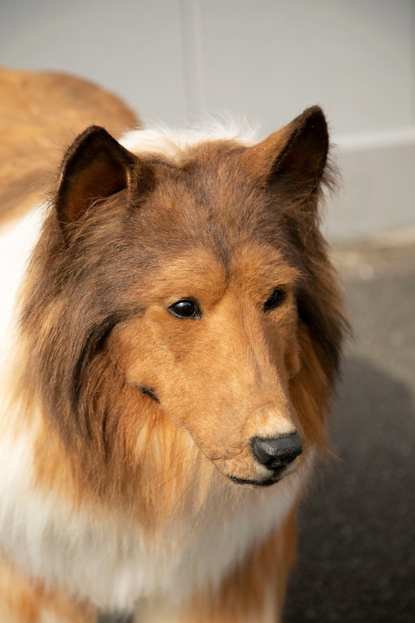 japanese man becomes dog toco