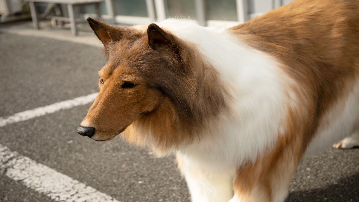 japanese man becomes dog toco