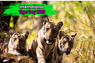 International Tiger Day