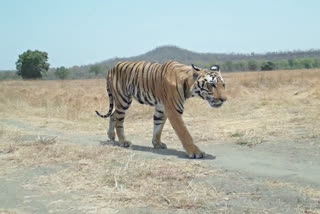 Marathon and cycle rally will be held in Dewas for tigers