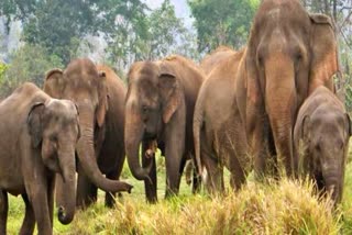 elephant terror in sundargarh
