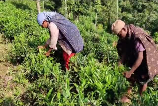 tea farmers of Idukki in crisis  tea farmers of Idukki  tea farmers in crisis  തേയില കൊളുന്തിന് വിലയിടിവ്  തേയില  തേയില കൃഷി  ടീ ബോർഡ്