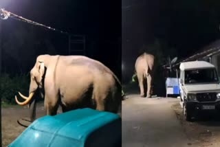 Wild Elephant Padayappa  Wild Elephant attack  Wild Elephant idukki  Marayur Idukki  കാട്ടാന പടയപ്പ  ഇടുക്കി  Idukki news  wild elephant video  മറയൂരിലെ ജനവാസ മേഖലയിലെത്തി പടയപ്പ  Idukki