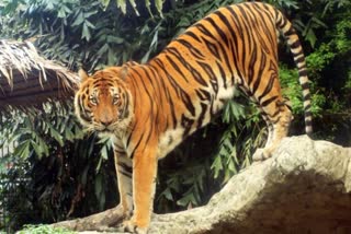 Global Tiger Day: ગ્લોબલ ટાઈગર ડે પર કોર્બેટ નેશનલ પાર્કમાં વાઘણનું મૃત્યુ થયું