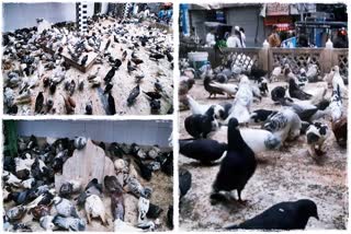 A Dargah in Agra dedicated to the Sufi saint Hazrat Pir Khalil Rahmatullah Alaih, also referred to as 'Haji Baba', houses hundreds of pigeons.It is popularly known as the 'Kabootar Wali Dargah', or the 'Pigeon Dargah.'