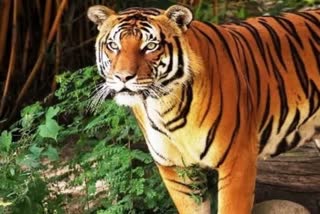 Tiger death in corbett Tiger Reserve