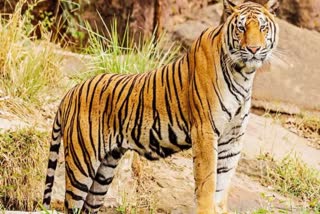 Madhav National Park Shifted tigers