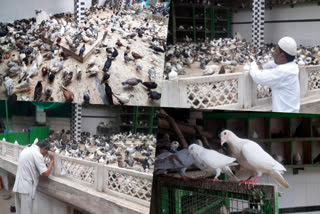 Kabootar Wali Dargah  Kabootar Wali Dargah Pigeons  Pigeon Dargah  Hazrat Pir Khalil Rahmatullah Alaih  Dargah  Agra  Agra Pigeon Dargah  ദര്‍ഗ  കബൂതർ വാലി ദർഗ  പ്രാവ് ദർഗ  പ്രാവുകള്‍ വസിക്കുന്ന ദര്‍ഗ