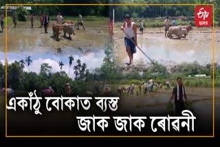 Farmers now busy in Paddy field in Dibrugarh