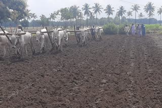 Farmers are engaged in sowing in the field.