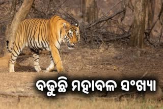 International Tiger Day 2023: ଦେଶରେ ଅଛନ୍ତି 3,167 ମହାବଳ, ମଧ୍ୟ ପ୍ରଦେଶରେ ସର୍ବାଧିକ