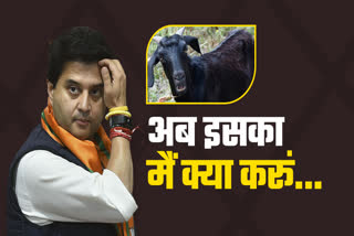 jyotiraditya scindia gets unique gift goat