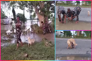 Police rescued puppies trapped in flood