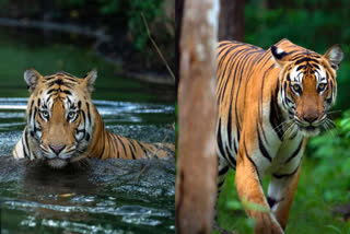 number-of-tigers-increase-in-sathyamangalam-tiger-reserve