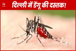 dengue patients admitted to Loknayak Hospital
