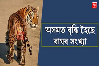 World Tiger Day