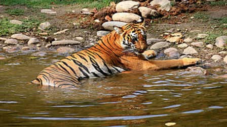 mp tiger census today