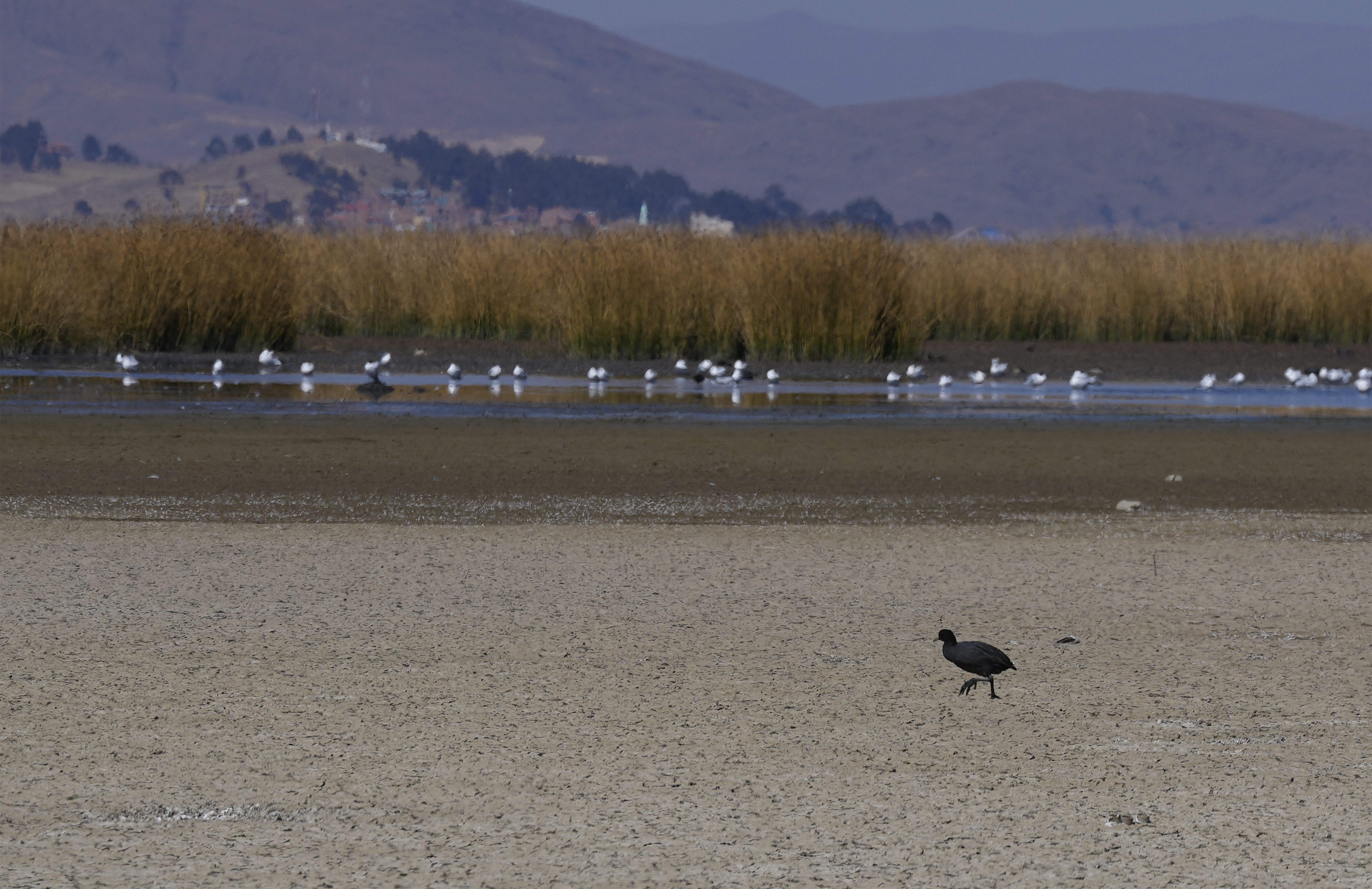 The lake's low water level is having a direct impact on the local flora and fauna and is affecting local communities that rely on the natural border between Peru and Bolivia for their livelihood.