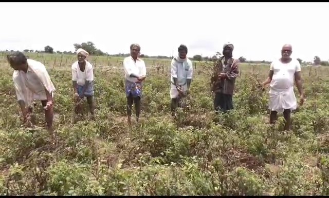 220 hectares crop loss due to pre monsoon and monsoon rains in Haveri