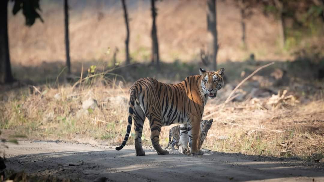 Tigers in india