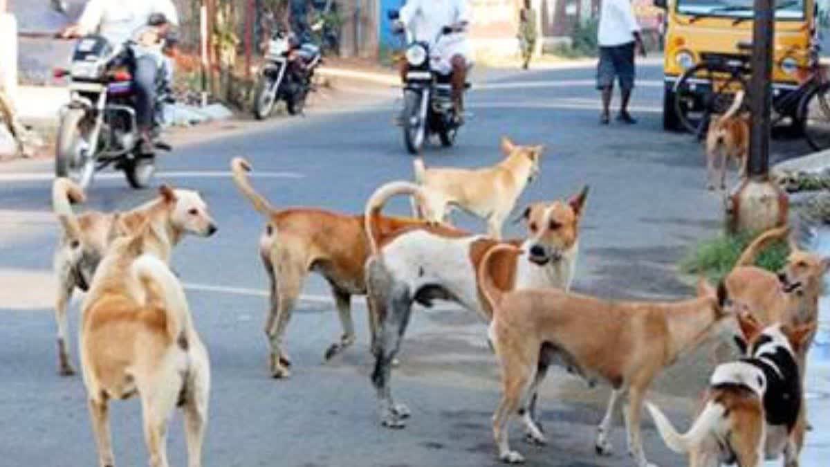 FIR In Stray Dog Died Case