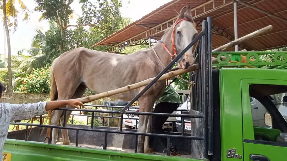 Pregnant mare beaten in Kerala