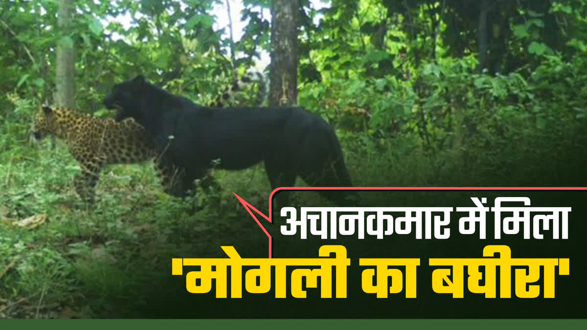 Melanistic Leopard in Achanakmar Tiger Reserve