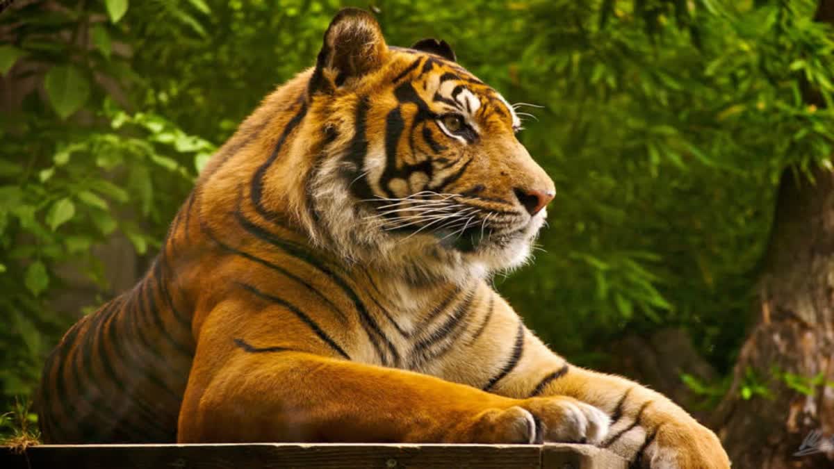 International Tiger Day 2024