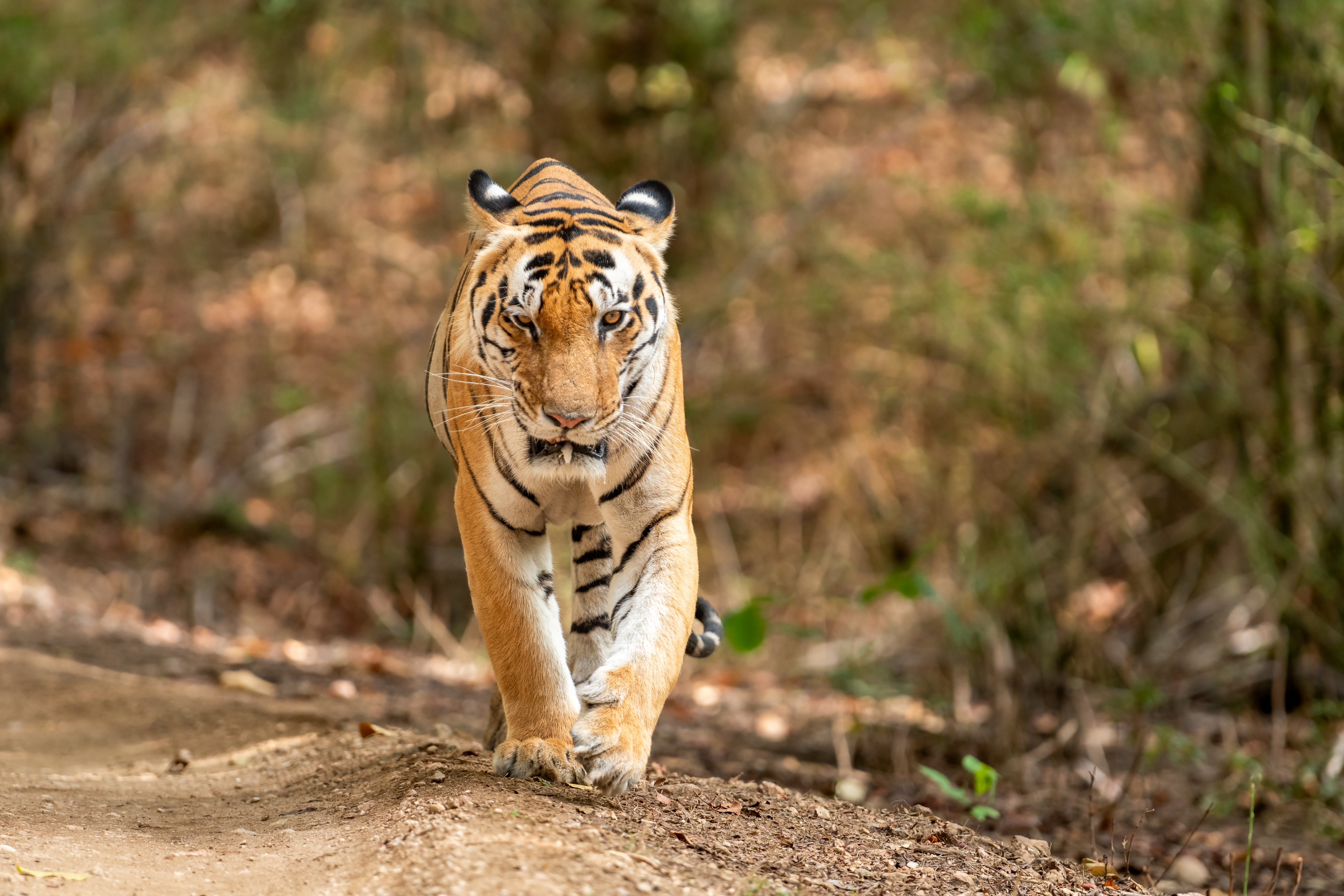 International Tiger day