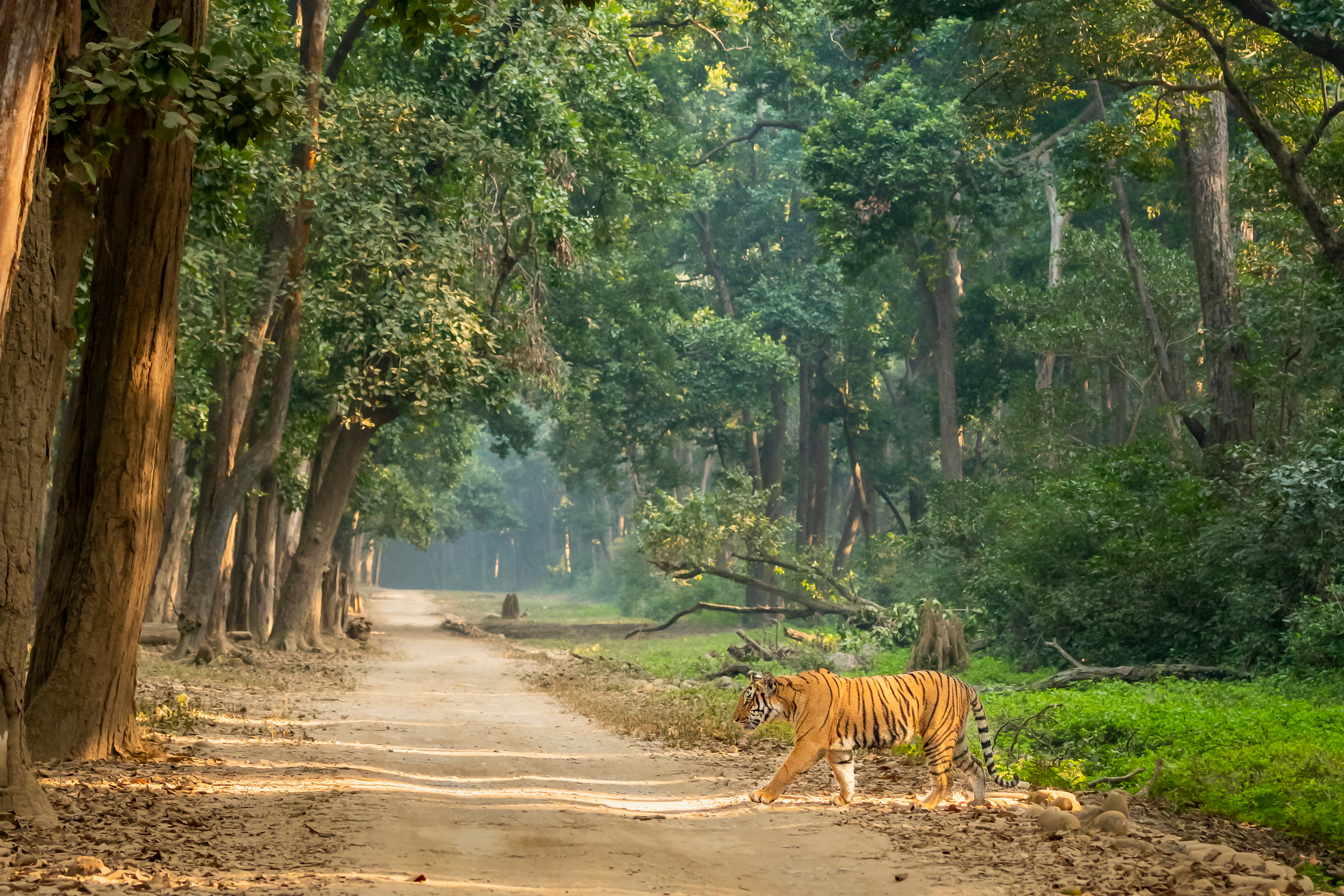 International Tiger day