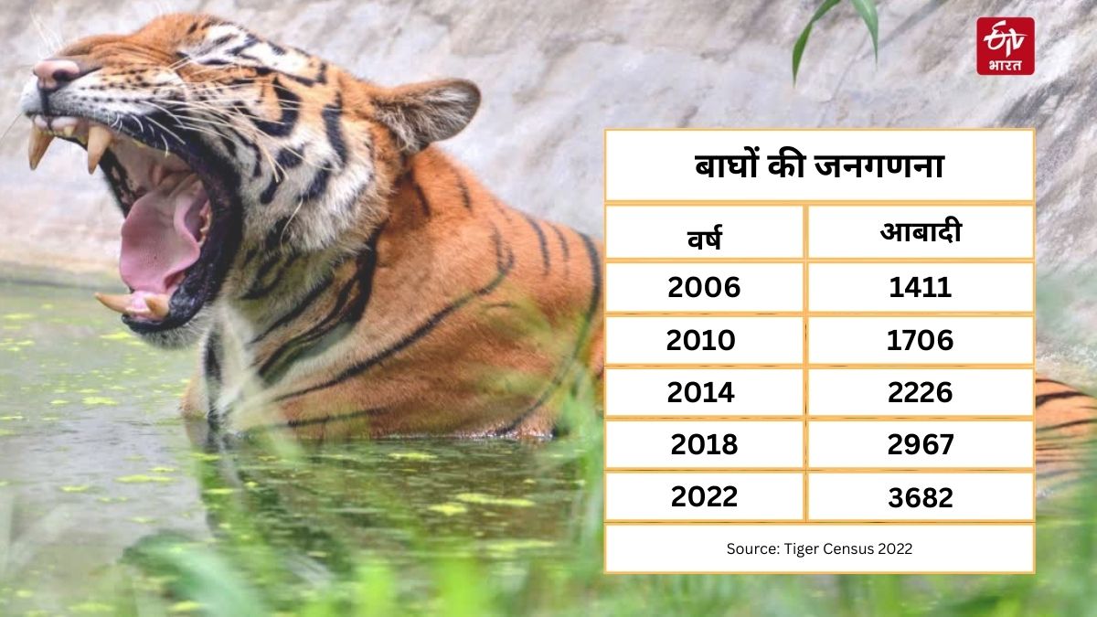 tiger population in india