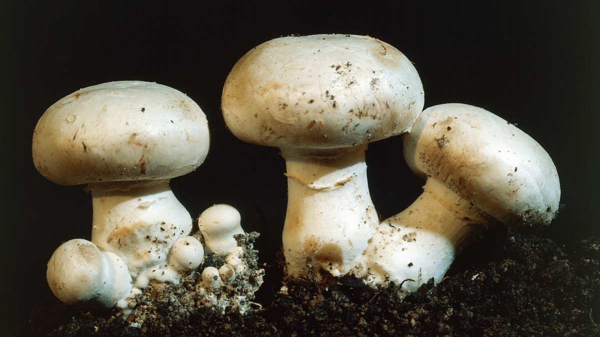 Mushroom