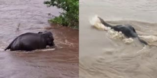 The elephant struggled for an hour to cross the river