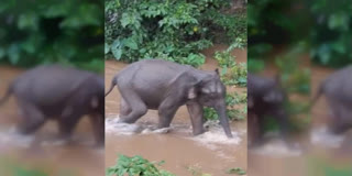 Elephant Stuck In River, Tried To Escape For An Hour
