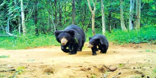 bears_hulchul_in_anantapur_district