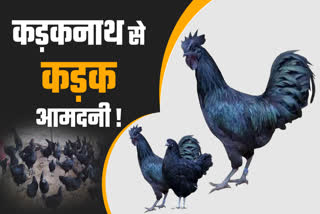 INCOME FROM KADAKNATH CHICKEN