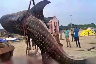 Huge Teku Fish in Machilipatnam