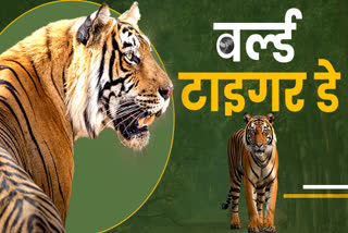 International Tiger Day 2024