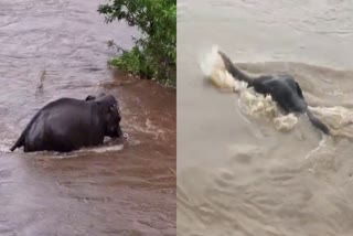 ELEPHANT STUCK IN KARIMPUZHA  WILD ELEPHANT IN RIVER AT KARULAI  ആന പുഴയില്‍ അകപ്പെട്ടു  LATEST NEWS MALAYALAM