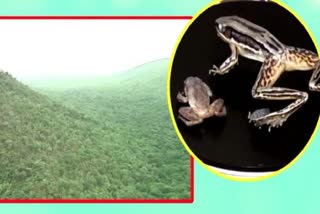 Rare Sri Lankan Frog Species Sighted In Andhra's Eastern Ghats For The First Time