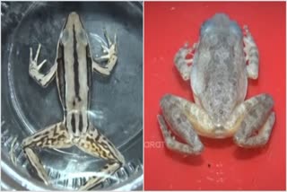 Rare Sri Lankan Frog Species Discovered in India's Eastern Ghats of Andhra Pradesh for the First Time