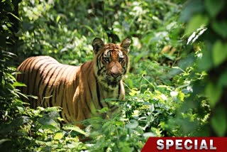 World Tiger Day 2024