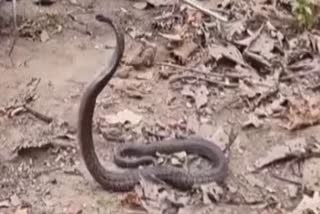 Cobra Snake