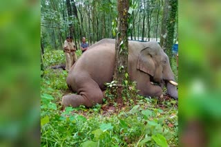 KANJIRAVELI TUSKER DEATH  കാഞ്ഞിരവേലിയിൽ കാട്ടാന ചെരിഞ്ഞു  WILD ELEPHANT DEATH IN ADIMALI  അടിമാലിയില്‍ കാട്ടാന ചെരിഞ്ഞു