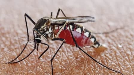 Dengue cases rise In Telangana, 700 dengue cases registered in july it is likely to increase further in next two months