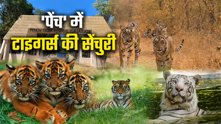 PENCH PARK TIGER DESTINATION