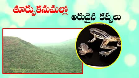 Rare Frogs Found in Eastern Ghats