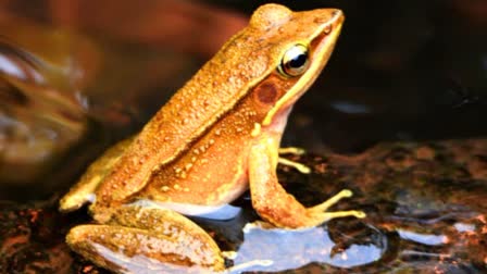 Rare Sri Lankan Frog Species