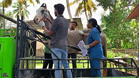 PREGNANT HORSE ATTACKED BY YOUTHS  ഗർഭിണിയായ കുതിരയെ മർദിച്ചു  കൊല്ലത്ത് കുതിരയെ മർദിച്ചു  YOUTH ATTACK PREGNANT HORSE