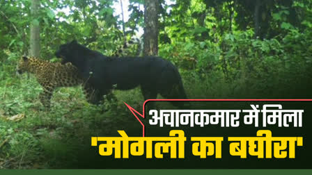 Melanistic Leopard in Achanakmar Tiger Reserve